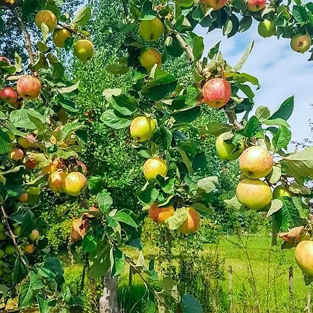 Apartment Ferien Unnern Appelboom