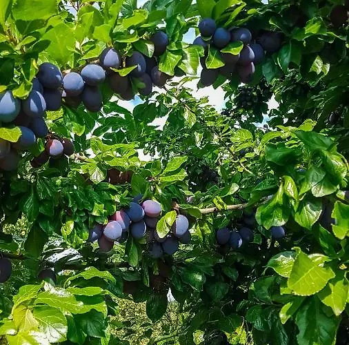 Ferien Unnern Appelboom Apartmán