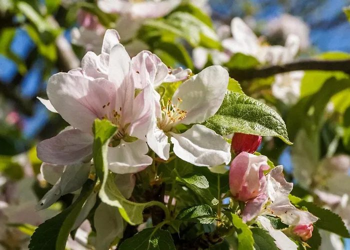 Apartmán Ferien Unnern Appelboom